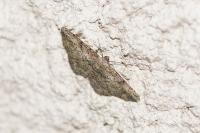 Peribatodes rhomboidaria