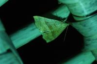Hypena proboscidalis