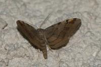 Macaria liturata