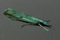 Agriphila geniculea