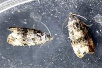 Endothenia
