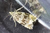 Celypha lacunana
