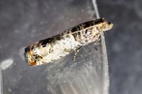 Notocelia incarnatana