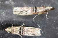 Nephopterix angustella