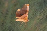 Selenia tetralunaria