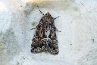 Thalpophila matura