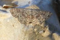 Cyclophora pendularia