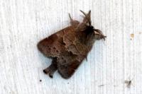 Clostera pigra