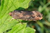 Agrotis ipsilon