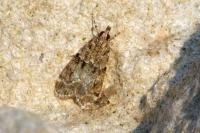 Eudonia mercurella
