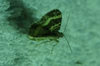 Epirrhoe alternata