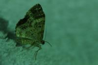 Epirrhoe alternata