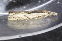 Agriphila geniculea