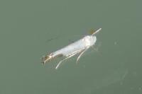 Lyonetia clerkella