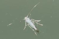 Lyonetia clerkella