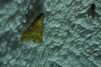 Ostrinia nubilalis