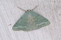 Pseudoterpna pruinata