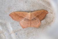Scopula imitaria