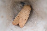 Mythimna vitellina
