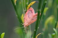 Miltochrista miniata