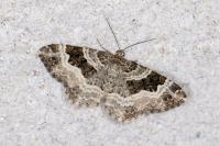 Epirrhoe alternata
