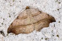 Laspeyria flexula