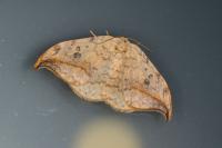 Drepana falcataria