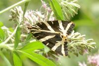 Euplagia quadripunctaria