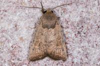 Hoplodrina ambigua