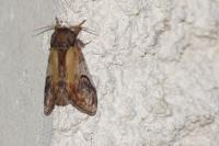 Notodonta ziczac