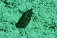 Thalpophila matura