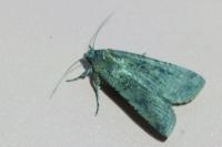 Peridroma saucia