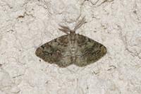 Cleorodes lichenaria