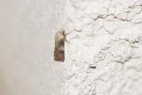 Agrotis puta