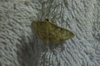 Patania ruralis