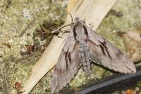 Hyloicus pinastri
