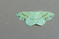 Cyclophora punctaria