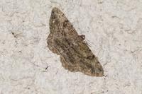 Peribatodes rhomboidaria