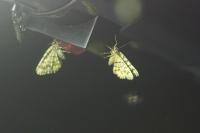 Chiasmia clathrata