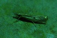 Agriphila geniculea