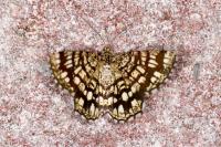 Chiasmia clathrata