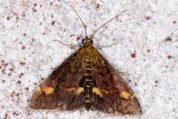 Pyrausta aurata
