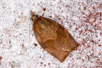 Cacoecimorpha pronubana
