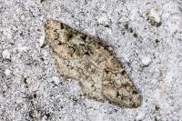 Cleorodes lichenaria