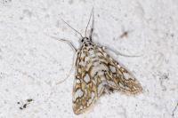 Elophila nymphaeata