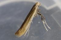Aspilapteryx tringipennella