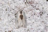 Cilix