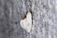Cilix
