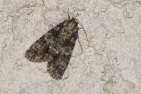 Acronicta rumicis