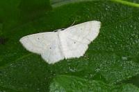 Scopula immutata
